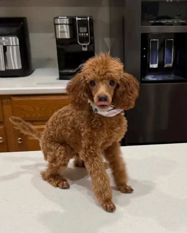 Jasper