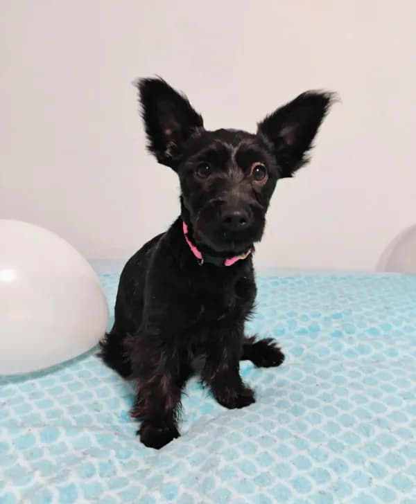 Black Yorkie Girl