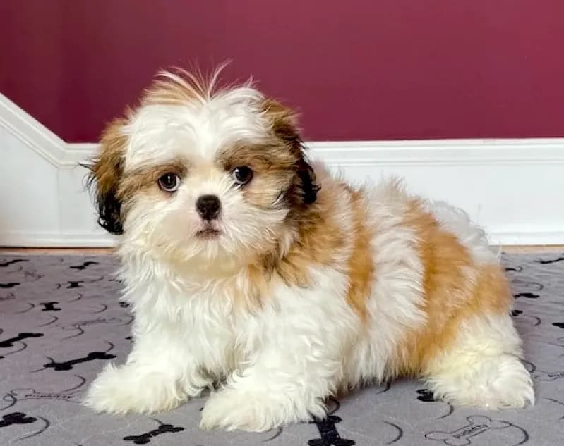 Shihtzu Female Tiny! Gold & White " You Love Me"