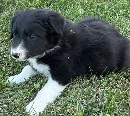 Male #1 - Border Collie