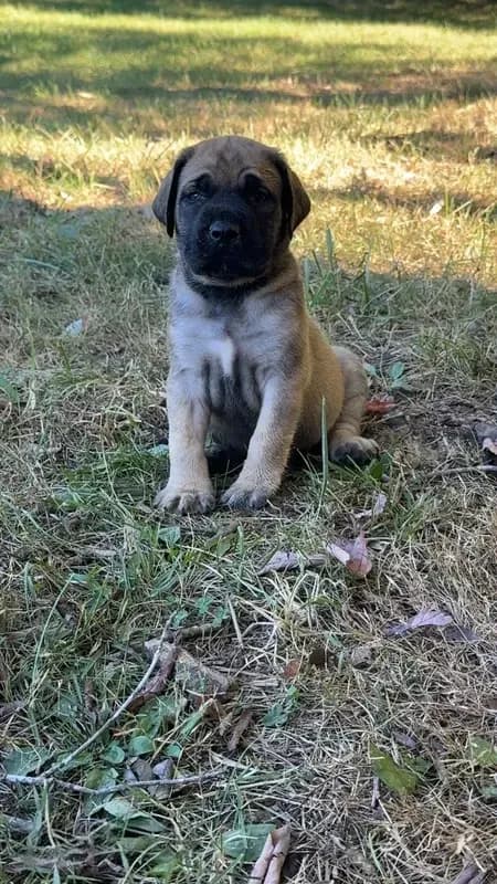 Nala