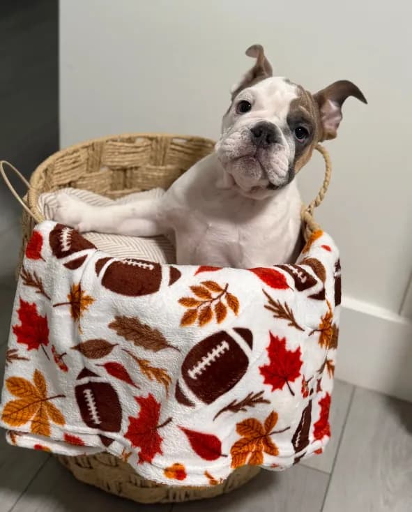 Milo
