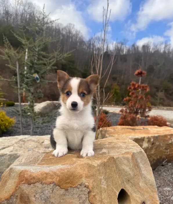 Tobi
