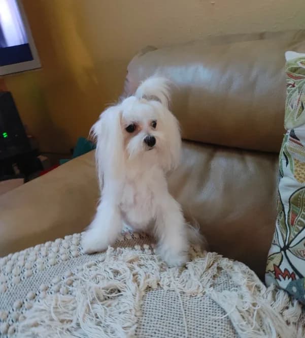Pop corn