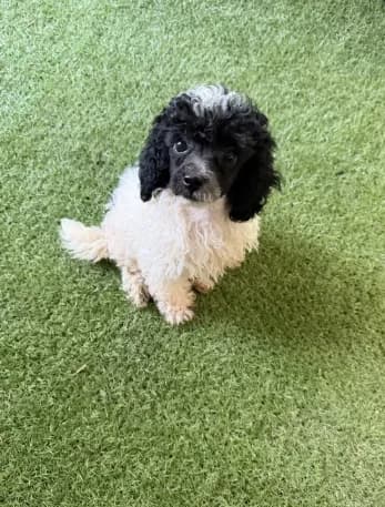 Oreo