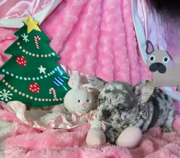Gravy Lilac Merle Tan Sleigh