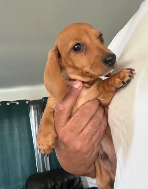 Rex