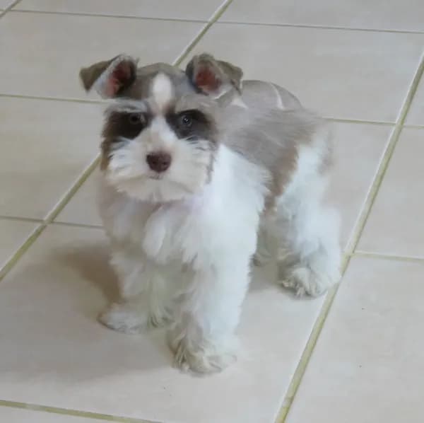 Tiny Toy Female