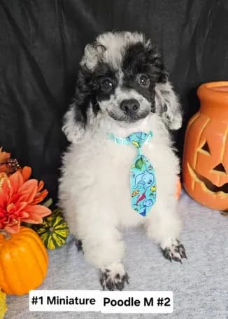 Pending Miniature Poodle M#2