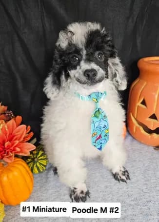 Pending Miniature Poodle M#2