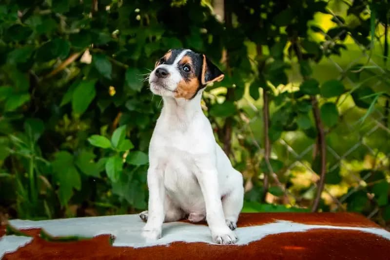 Mars (Puppy #6)