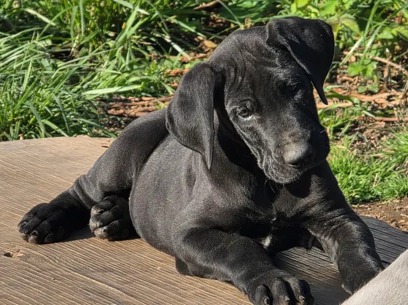 Black Beauty