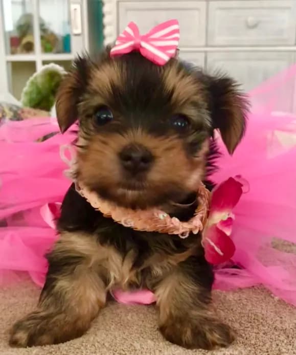 Chloe