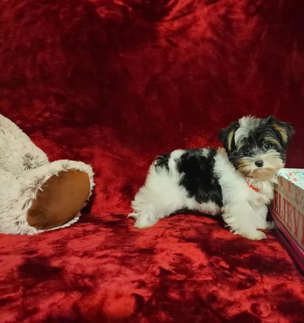 PIPPA