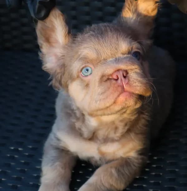 TEDDY