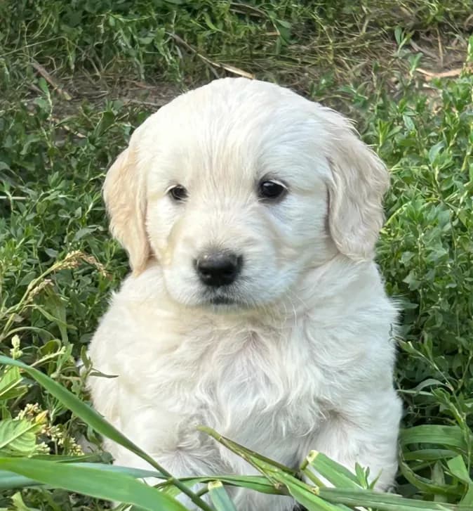 Benny
