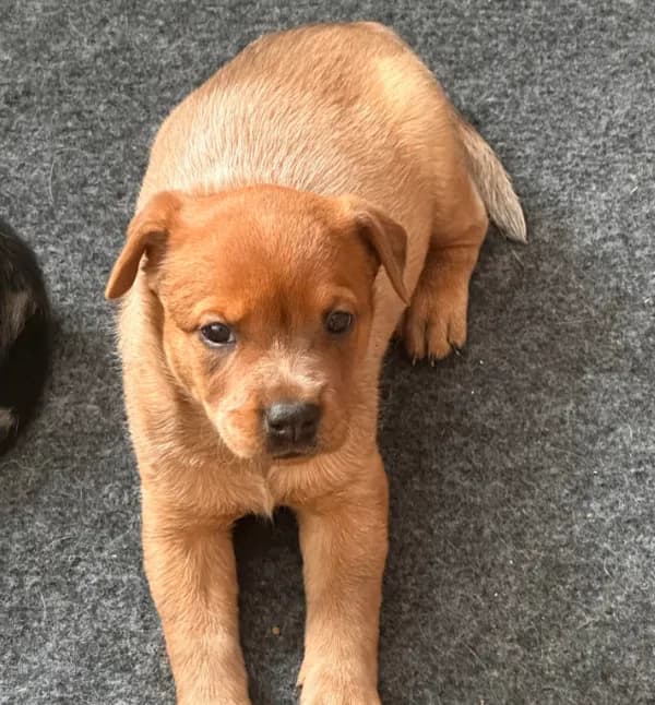 Ruby
