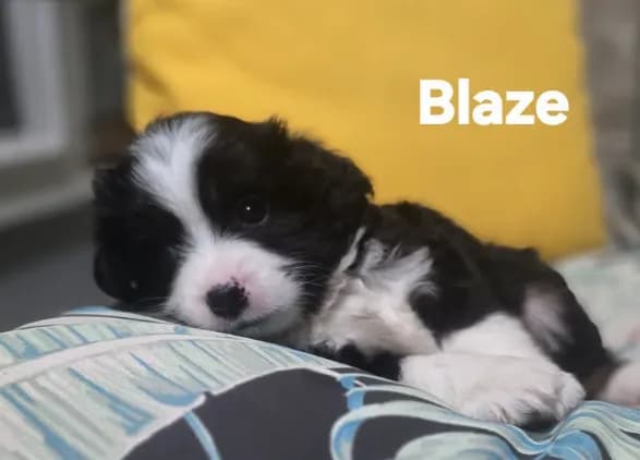 Blaze