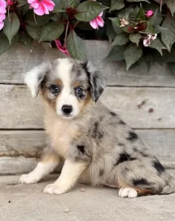 Mia