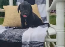 Duke