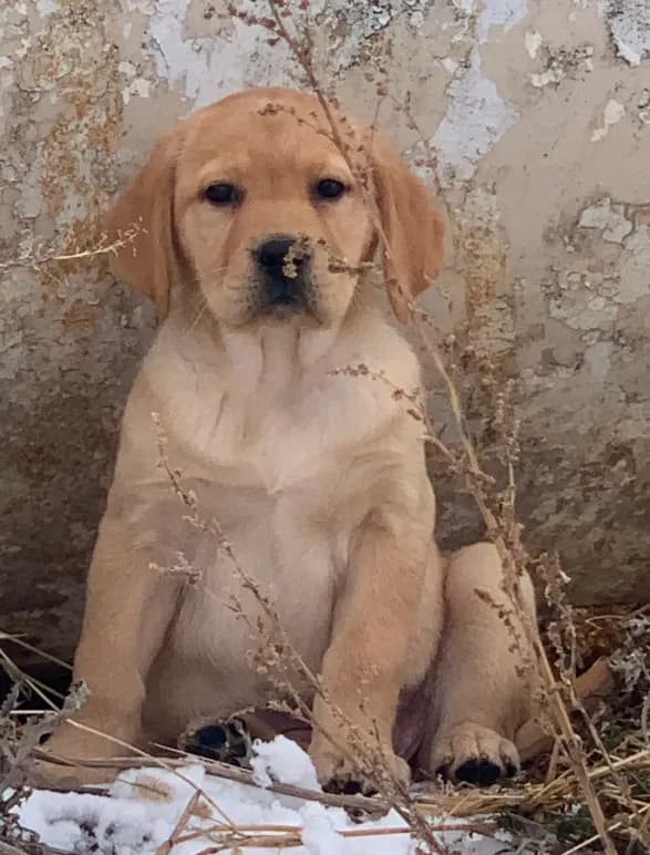 Stella