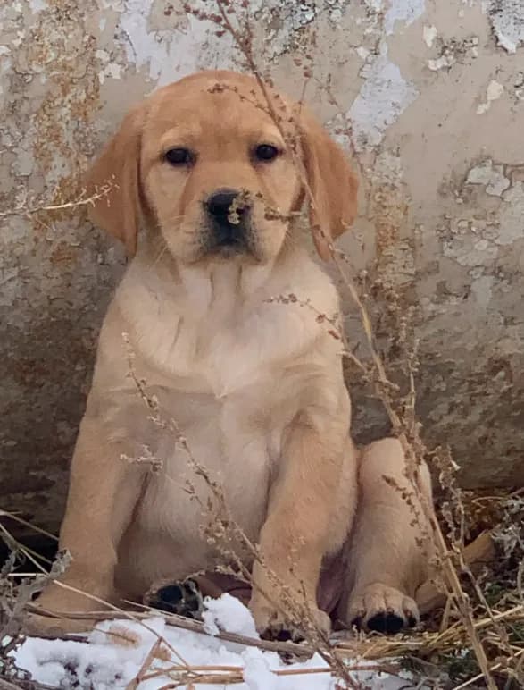 Stella