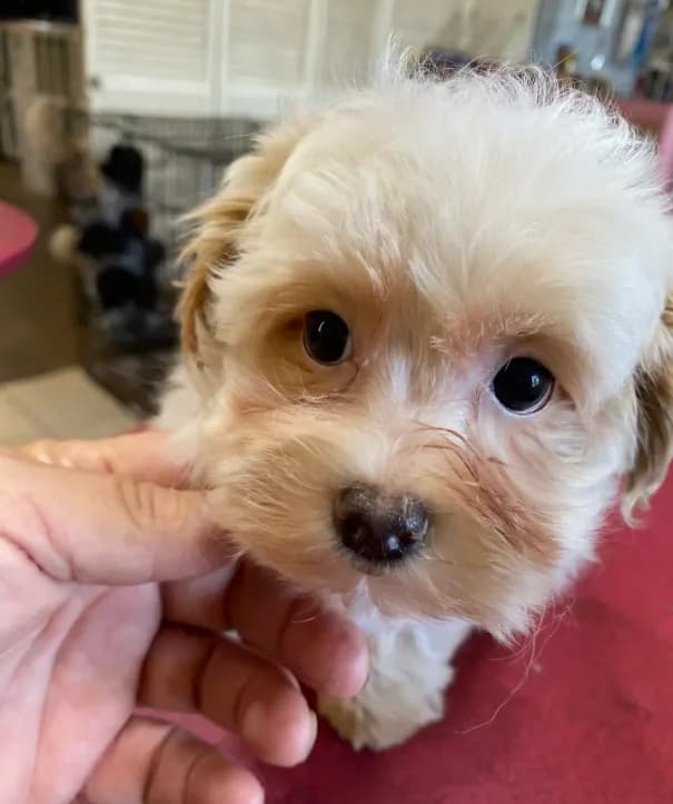 MorkiepooF