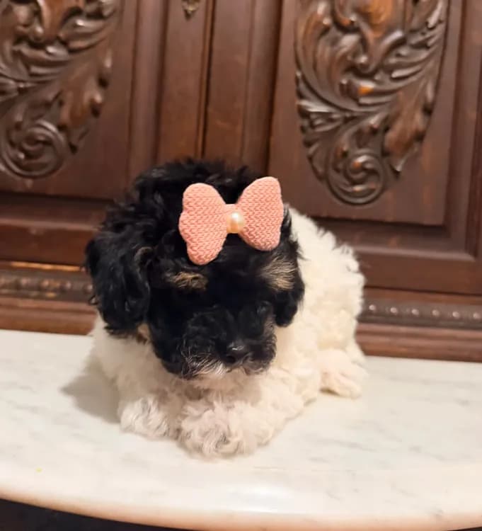 Tiny Toy Female