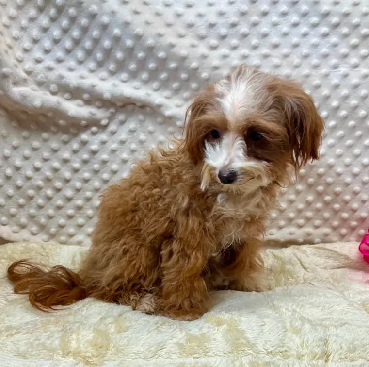 Tiny "Pippi" 4 lb.14ozs.