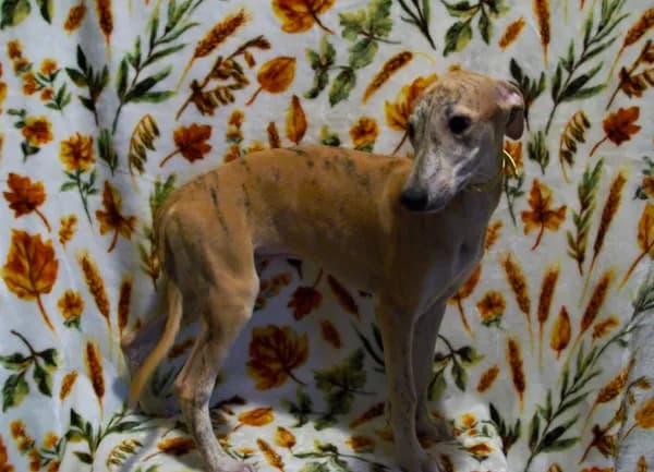 (AKC) BUDDY
