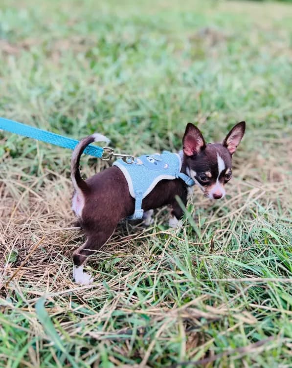 Tripp male full AKC chocolate