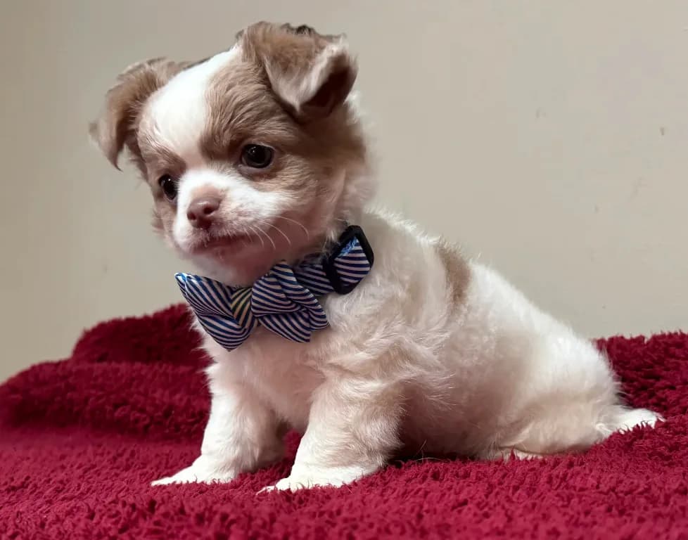 Pettie