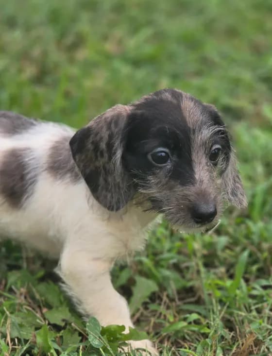 Dapple Piebald Female