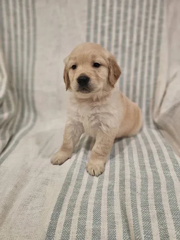 Beautiful AKC Golden Retriever