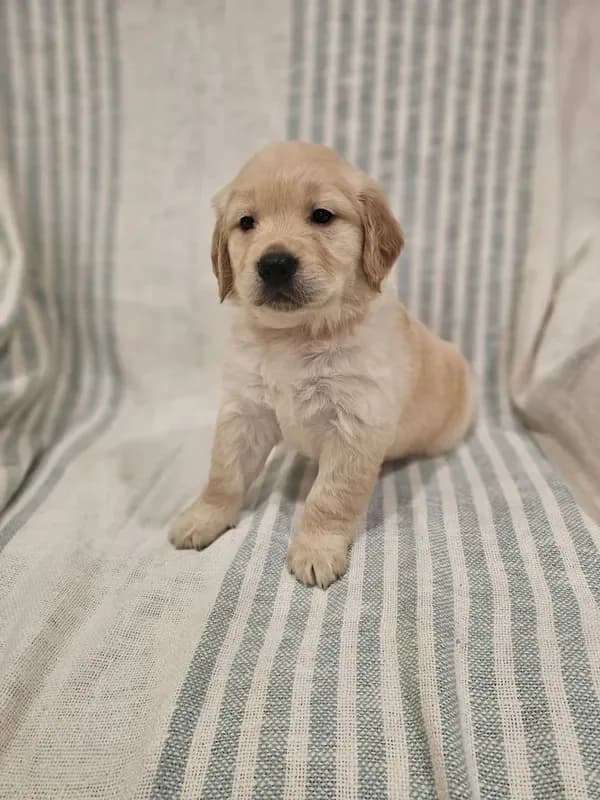 Beautiful AKC Golden Retriever