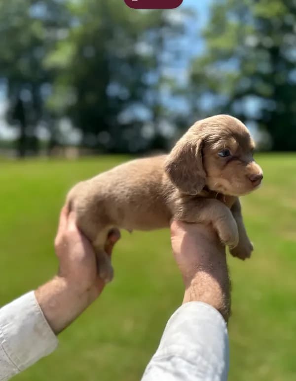 Mocha