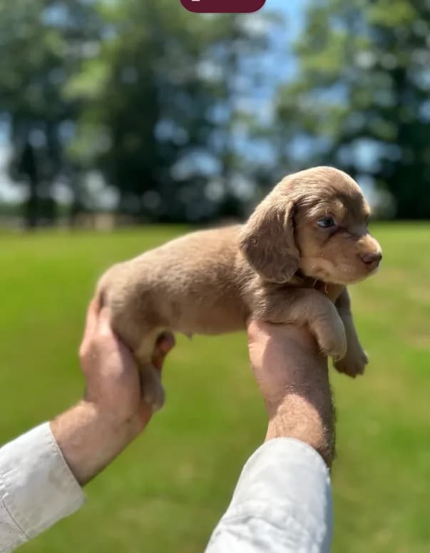 Mocha
