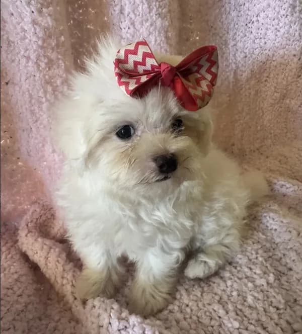 Maltipoo2