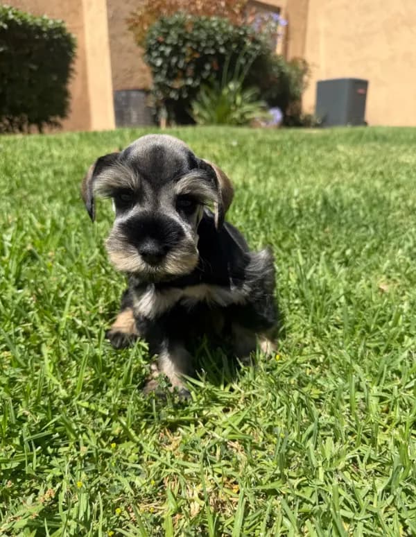 Ranger