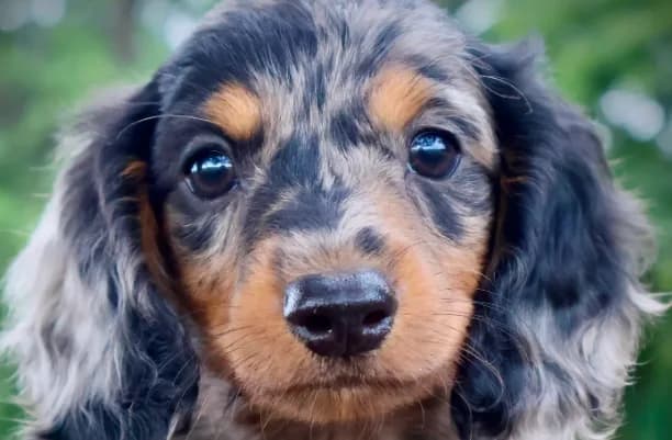 Dapple Long Hair Mini Boy #2 (Pet Only)