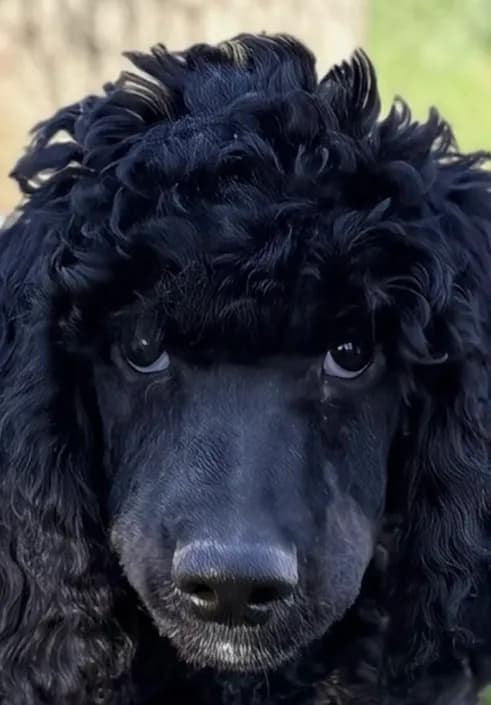 Blackberry Male Standard Poodle