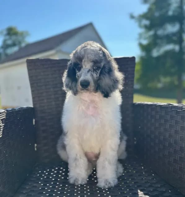 Son of Sully