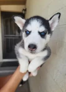 Luna