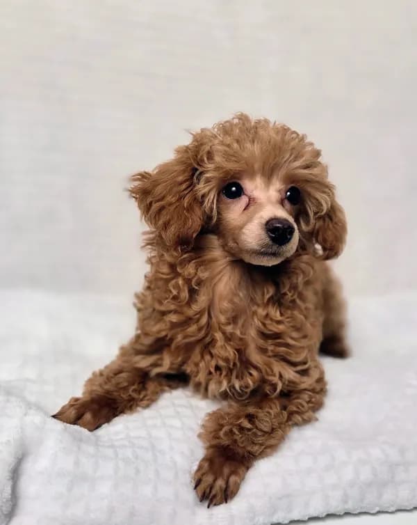 AKC Asher