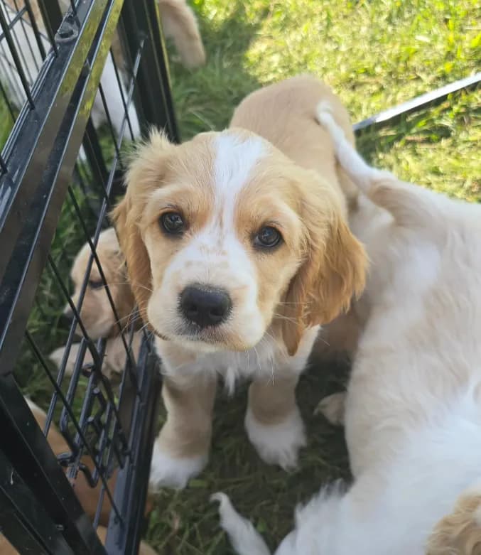 Oakley's Litter, orange collar