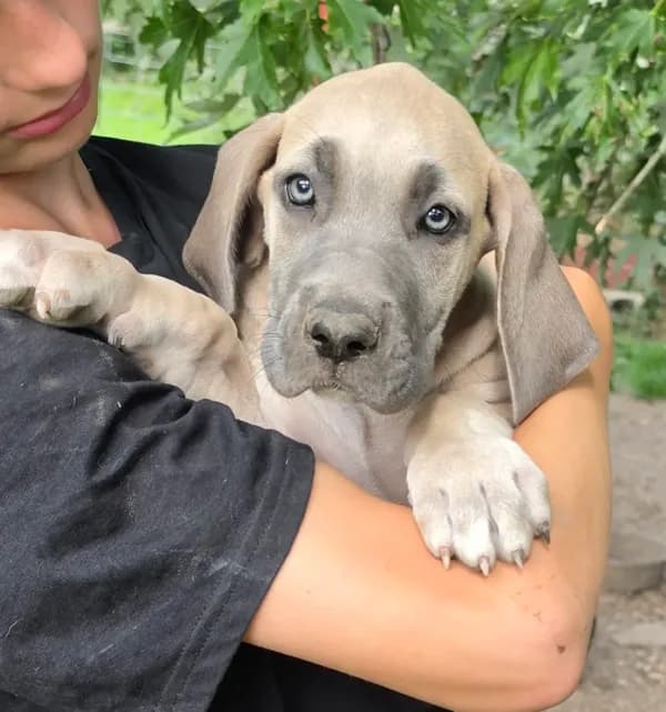 Blue fawn