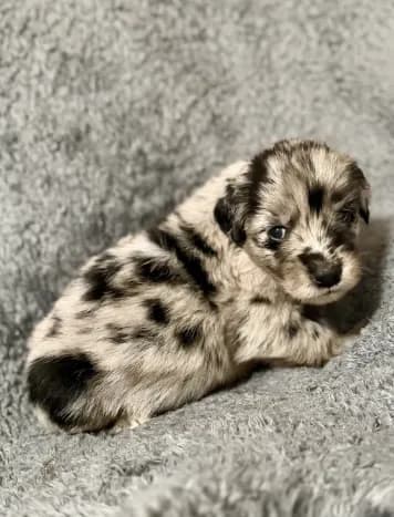Piper