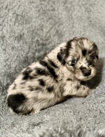 Piper