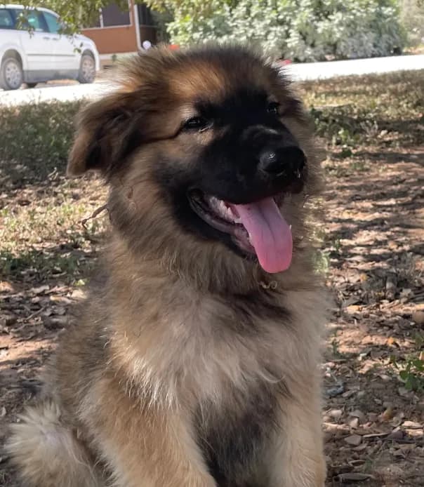 Cocoa- Sable Boy