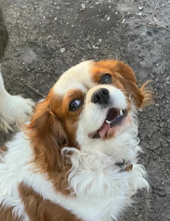 Rex